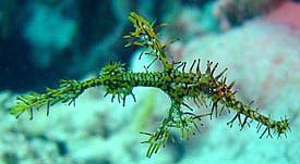 Harlequin Gohst Pipefish - Solenostomus paradoxus Harlequin Gohst Pipefish - Solenostomus paradoxus