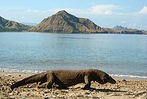 Komodo Dragon - Varanus komodoensis - taking a stroll on the beach