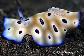 Sulu sea Nudibranch - Chromodoris kuniei - by Ricky Ferguson