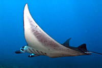 Manta ray