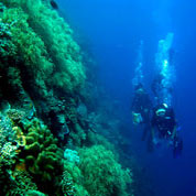 diving Menjangan island