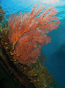 Gorgonian fan