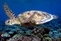 Hawksbill turtle around the Gili's