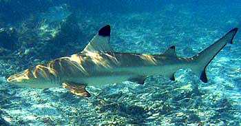 Black tip reef Shark-Carcharhinus melanopterus