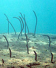 Spotted garden eels-Heteroconger hassi