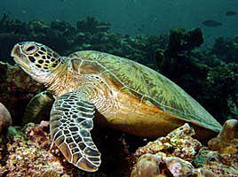 Green Turtle-R. Groeneveld-Chelonia mydas