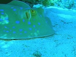 Blue spotted ray - Topper Jeroen - Taeniura lymma