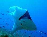 Manta ray - Topper Jeroen - Manta birostris