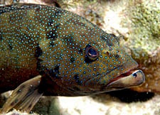 Peacock grouper - Topper Jeroen - Cephalopholus argus