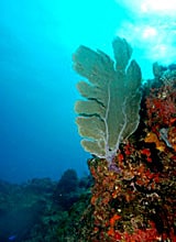 colourful reef with Gorgonian fan - Topper Jeroen