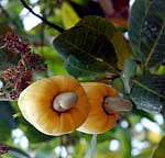 Cashew nut trees in North Lombok
