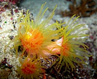 Colourful Sea squirt - Topper Jeroen - Eudistoma laysani