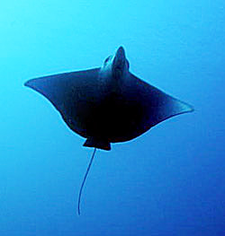 Eagle ray - Topper Jeroen - Aetobatus narinari Eagle ray - Topper Jeroen - Aetobatus narinari