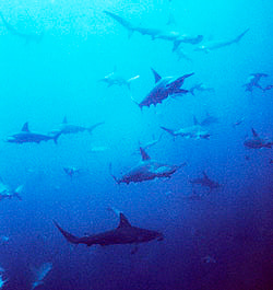 Scalloped hammerheads - Sphyrna lewini