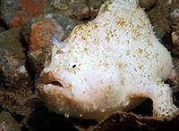 Clown Frogfish-Michelle-Antennarius maculatus