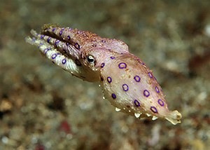 Blue ringed octopus -Michelle- Hapalochlaena maculosa