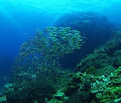 school of Fusiliers - Franck Fogarolo - Caesionidae