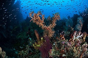 Sea fans and more.. - Matt Oldfield - Alcyonacea