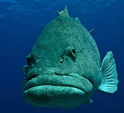 Potato grouper -Pete Niesen- Epinephelus tukula