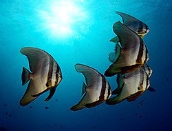 Pinnate batfish - Platax pinnatus