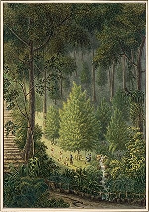 Nutmeg harvest on Lonthar or Banda besar - by MAURITS VERHUELL around 1830