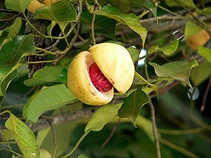 The highly valued nutmeg