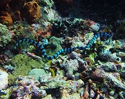 Sea krait - met this one in Komodo - Laticauda colubrina