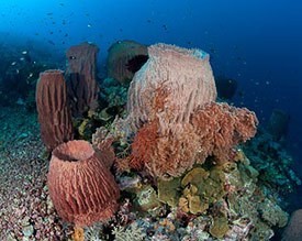 Giant Barrel sponges - Xestospongia muta