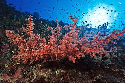 Huge Coral at Molana reef - Ludovic Galko-Rundgren