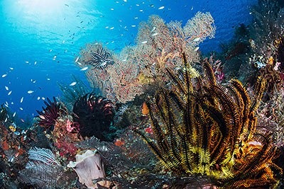 Reef at Haruku - Ludovic Galko-Rundgren