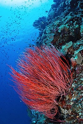 Red whip coral Molana reef - Ludovic Galko-Rundgren