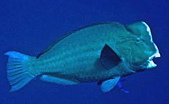 Bumphead Parrotfish - Bolbometopon muricatum)