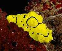 Banana Nudibranch - Aegiridae - by Topper Jeroen