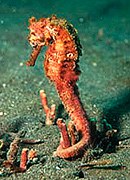 Spotted seahorse - Hippocampus kuda - Topper Jeroen