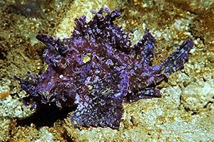 Weedy scorpionfish - Rhinopias frondosa - Michelle