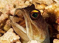 Yellow-barred jawfish - Opistognathus randalli