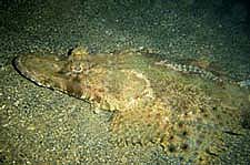 Flathead or Crocodillefish - Cymbacephalus beauforti