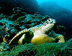 Green Turtle - Chelonia mydas