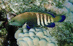 Peacock Grouper - Cephalopholus argus Peacock Grouper - Cephalopholus argus
