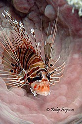 Lionfish - Dendrochirus zebra - by Ricky Ferguson