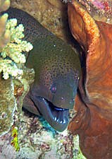 Moray Eel - Gymnothorax flavimarginatus