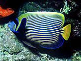 Emperor Angelfish - Pomacanthus imperator