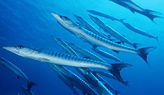 School of Chevron Barracuda's - Sphyraena qenie School of Chevron Barracuda's - Sphyraena qenie