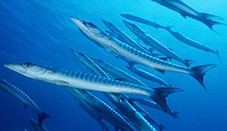 School of Chevron Barracuda's - Sphyraena qenie