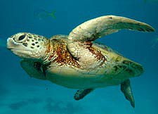 Young Green turtle - Chelonia mydas