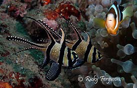 Banggai cardinalfish - Pterapogon kauderni - by Ricky Ferguson