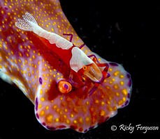 Emperor shrimp - Periclimenes imperator - on Nudibranch by Ricky Ferguson