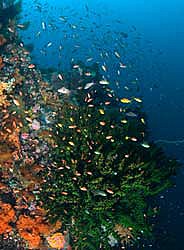Corals and lots of fish by Kathy Mendes