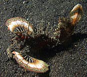 Spiny devilfish - Inimicus didactylus
