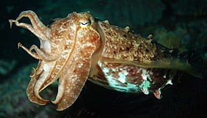 Reef Cuttlefish - Sepia Latimanus - by Topper Jeroen